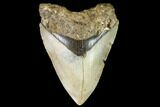 Fossil Megalodon Tooth - North Carolina #109545-1